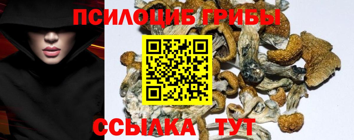 Галлюциногенные грибы Psilocybe Владикавказ